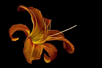 day lily revisited
