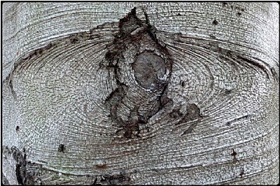 tree scar