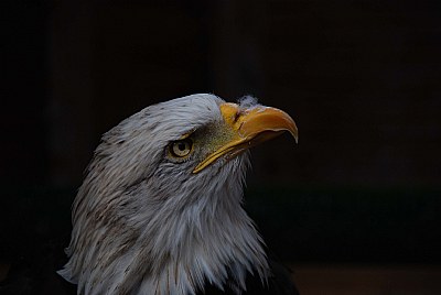 white-tailed eagle