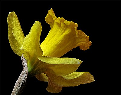 daff revisited-09