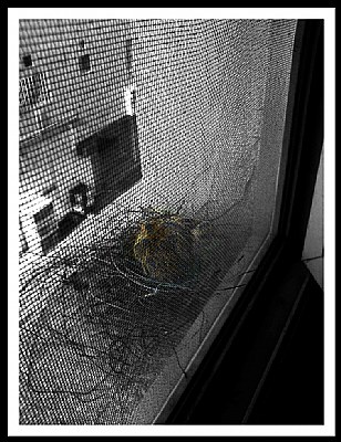 Steel Wire Nest