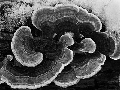 Fungi Abstract