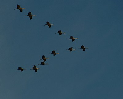Sandhill Cranes 2