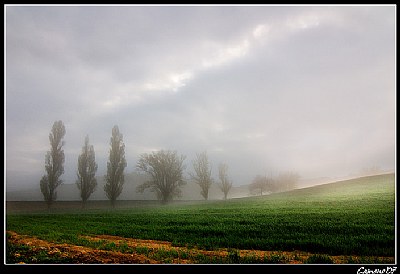 Trees in the fog