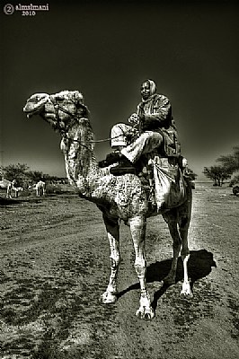 Arab and camel