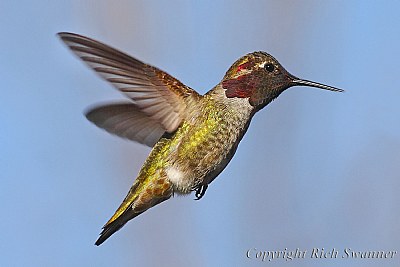 Lil' Red The Hummingbird