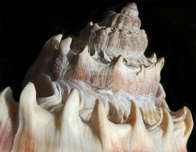 Spiny Conch Shell