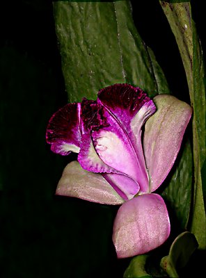 Cattleya Orchid`s Flower