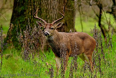 Spring Buck
