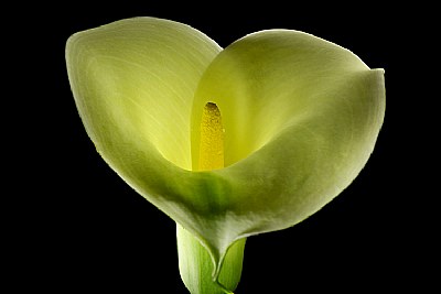 calla