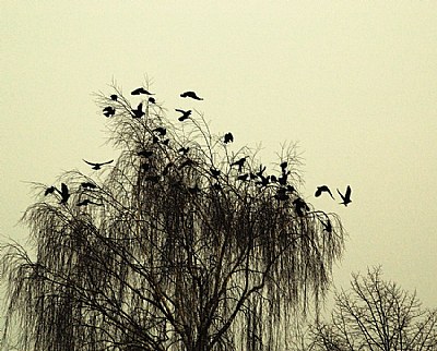 birds