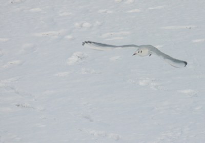 snow bird