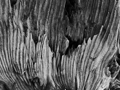 Eroded Wood Patterns #2