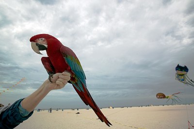 Big Bird