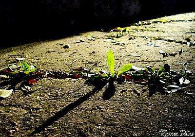My Sun !!!