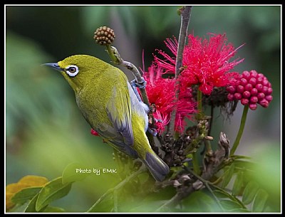 B106 (Japenese White-eye)