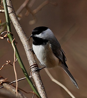 black capped chickadee