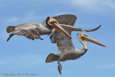 Brown Pelicans Moss Landing