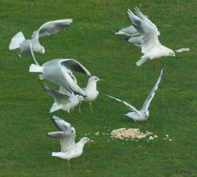 feeding