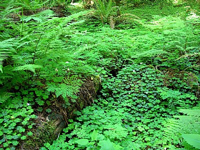 In The Cool Of The Redwoods