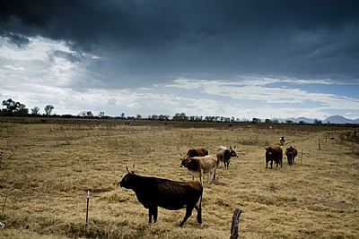 Sonoran Cattle