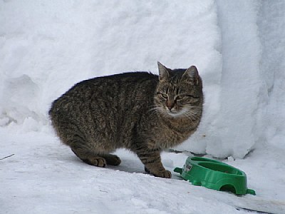 Kitty on the snow