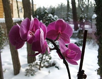 Orchid and snow