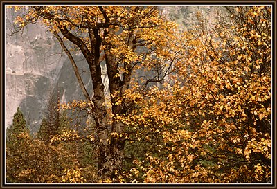 Autumn Leaves Yosemite