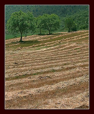 field of gold