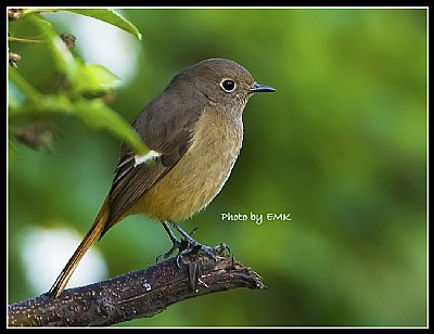 B110 (Daurian Redstart - Female)