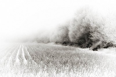 Fog, Frost, Hedge, Cut Cotton