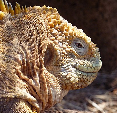 Land Iguana in Galapogas