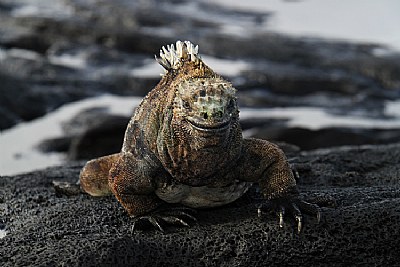 Marine Iguana in Galapogas