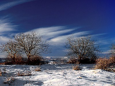 trees covered the sky