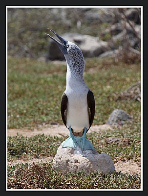 Blue-footed Boobie in Galapogas