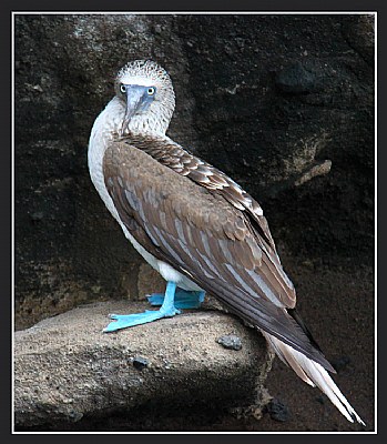 Blue-footed Boobie in Galapogas