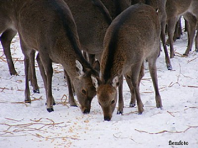 Winter in the wood. 