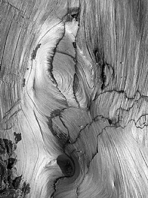 Wood Abstract No.9
