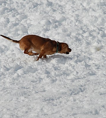 Run...Chloe Run