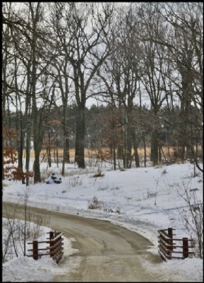 WINTER IN THE FOREST