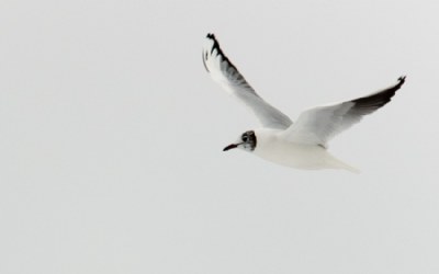 blackhead gull