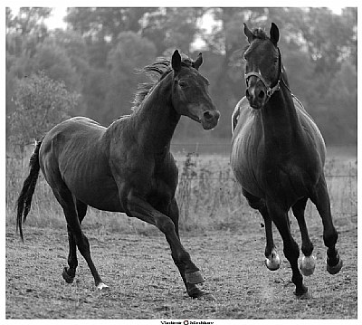 Running horses (Emotions ser.)