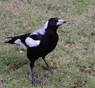 South Australian Magpie