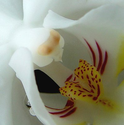 alien orchid