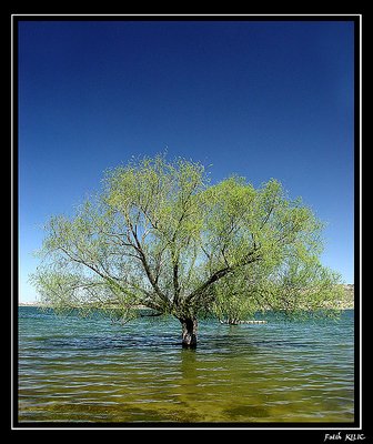 Tree In The Water