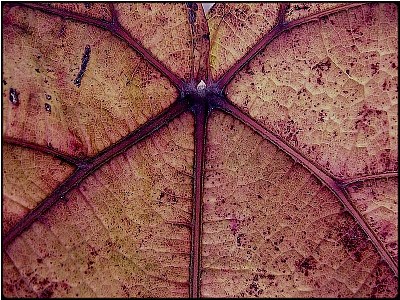 red leaf structures