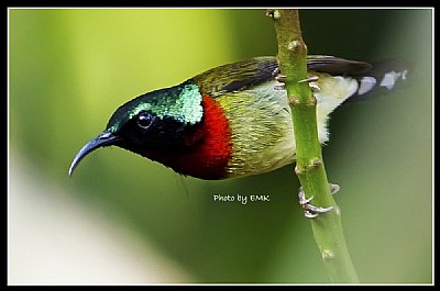 B117 (Fork-tailed Sunbird)