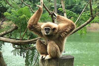 São Paulo Zoo