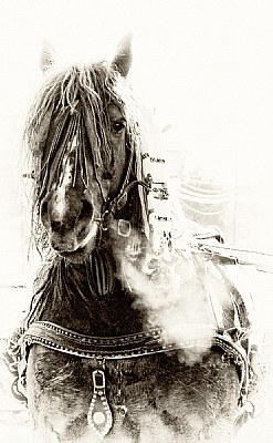 horse portrait _3
