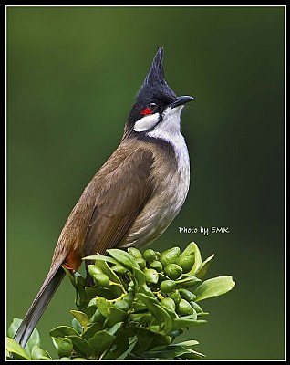 B118 (Red-wiskered Bulbul)